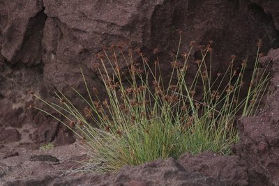 Fimbristylis cymosa, photographed by Michael Bakker Paiva