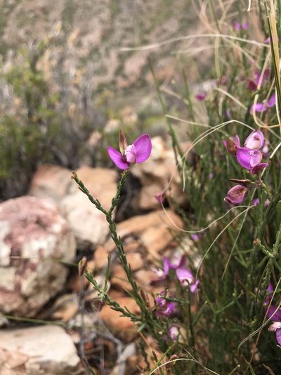 Polygala microlopha, photographed by Ren Hoekstra