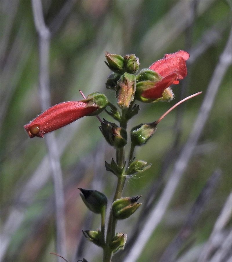 Sinningia elatior, photographed by Hugo Hulsberg