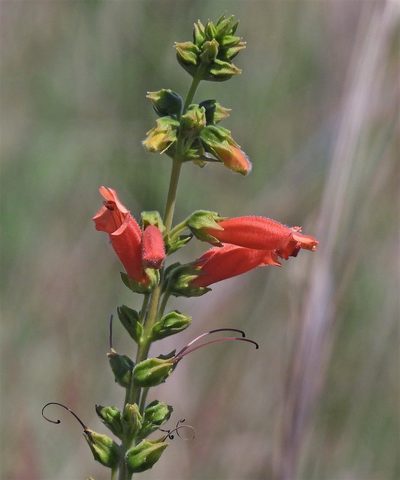 Sinningia elatior, photographed by Hugo Hulsberg