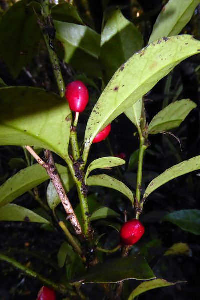 Alseuosmia turneri, photographed by Peter de Lange