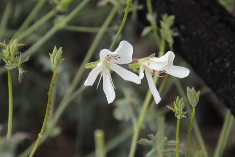 Pelargonium grandiflorum, photographed by Tony Rebelo