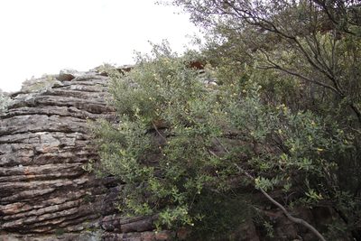 Phylica oleifolia, photographed by Tony Rebelo
