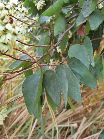 Schnella glabra, photographed by Eduardo Chacón Madrigal