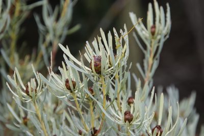 Leucadendron meyerianum, photographed by Tony Rebelo