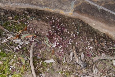 Crassula dentata, photographed by Tony Rebelo