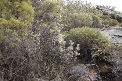 Leucadendron meyerianum, photographed by Tony Rebelo
