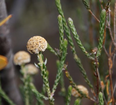 Stoebe aethiopica, photographed by Tony Rebelo