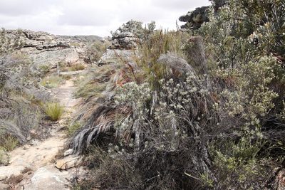 Leucadendron meyerianum, photographed by Tony Rebelo