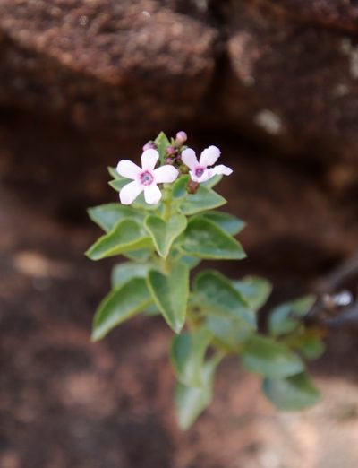 Teedia pubescens, photographed by Tony Rebelo