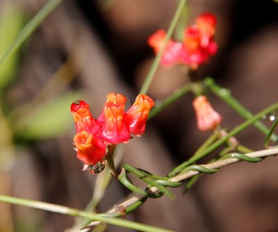 Microloma tenuifolium, photographed by Tony Rebelo
