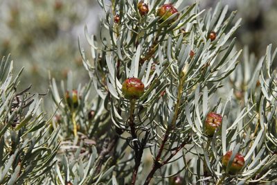 Leucadendron meyerianum, photographed by Tony Rebelo