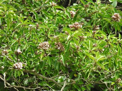 Volkameria glabra, photographed by Matthew Fainman