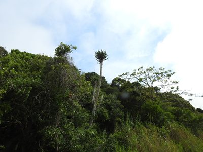 Euphorbia triangularis, photographed by Matthew Fainman