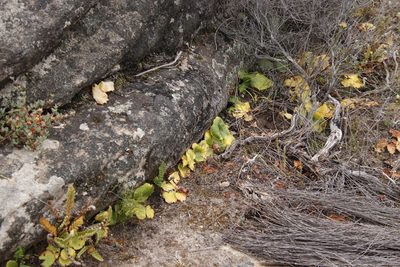 Crassula umbella, photographed by Tony Rebelo