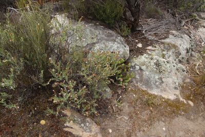 Lobostemon glaucophyllus, photographed by Tony Rebelo