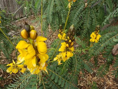 Senna didymobotrya, photographed by Steve Addison