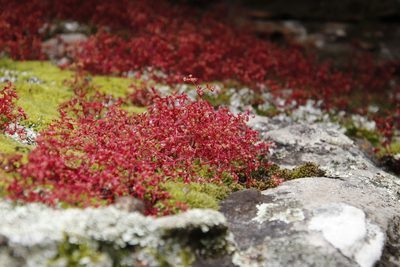 Crassula oblanceolata, photographed by Tony Rebelo