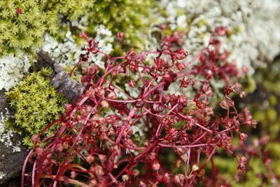 Crassula oblanceolata, photographed by Tony Rebelo