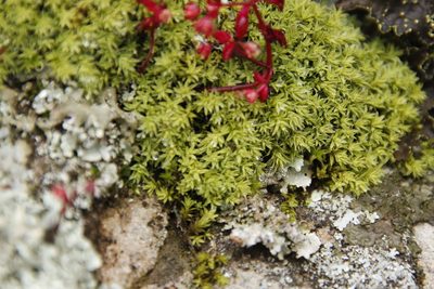 Pseudocrossidium crinitum, photographed by Tony Rebelo