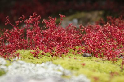 Crassula oblanceolata, photographed by Tony Rebelo
