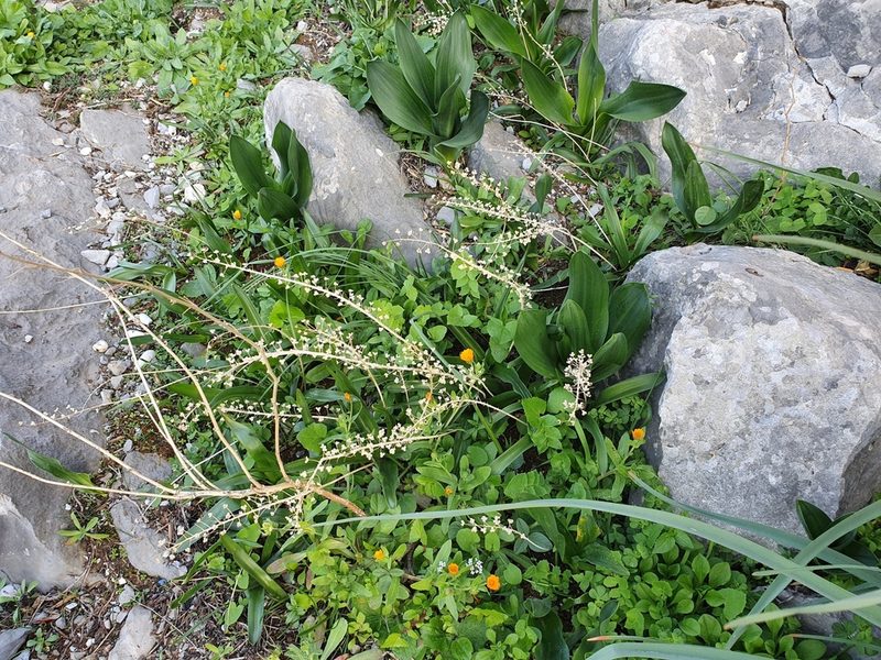 Prospero obtusifolium, photographed by Mehdi Chetibi