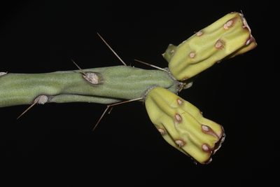 Cylindropuntia arbuscula, photographed by Brian Finzel