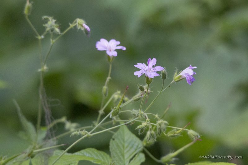 Geranium gracile, photographed by Mikhail Nevsky