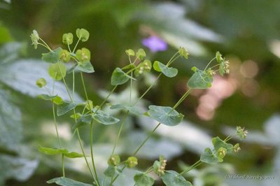 Euphorbia oblongifolia, photographed by Mikhail Nevsky