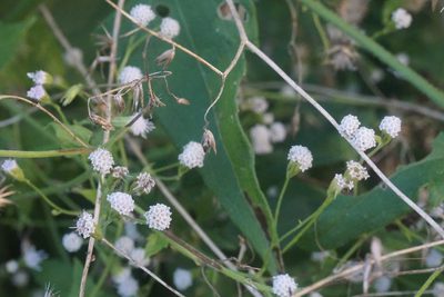 Fleischmannia incarnata, photographed by Center for Urban Ecology
