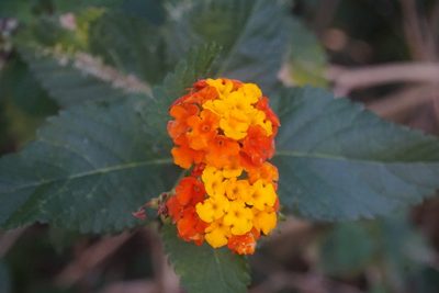 Lantana urticoides, photographed by Center for Urban Ecology