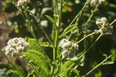 Verbesina microptera, photographed by Center for Urban Ecology