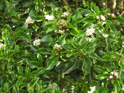 Volkameria glabra, photographed by Matthew Fainman