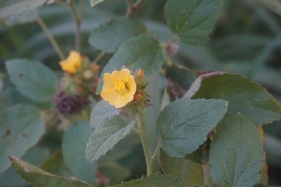 Malvastrum americanum, photographed by Center for Urban Ecology