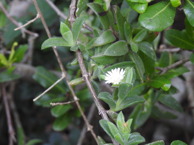 Delosperma stenandrum, photographed by Matthew Fainman