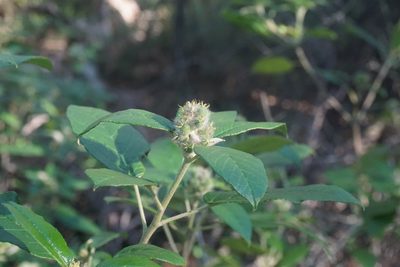 Croton cortesianus, photographed by Center for Urban Ecology