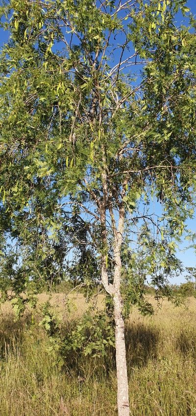 Vachellia bidwillii, photographed by Bethlea Bell