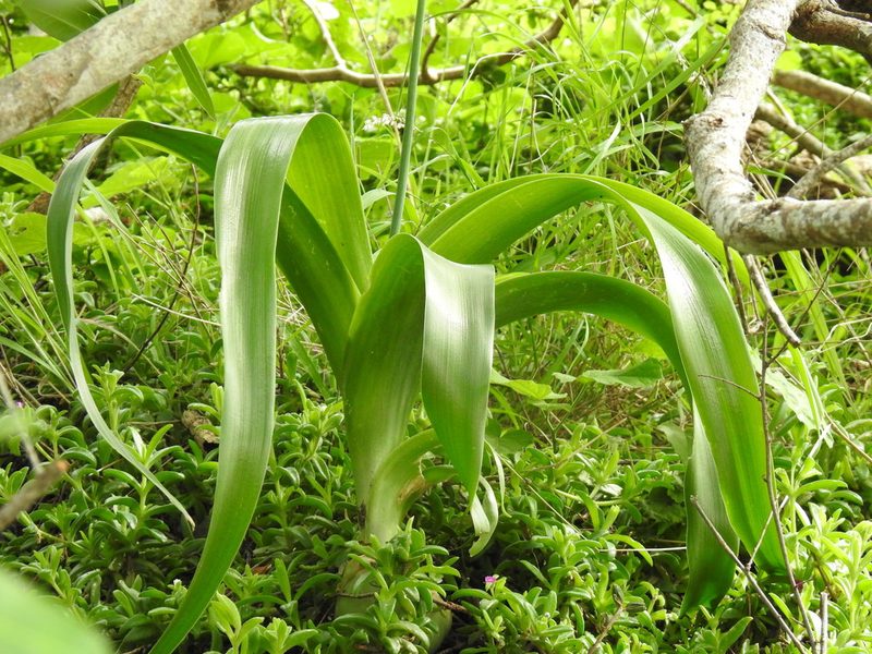 Stellarioides longebracteata, photographed by Matthew Fainman