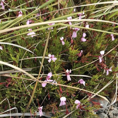 Pelargonium laevigatum, photographed by Ren Hoekstra