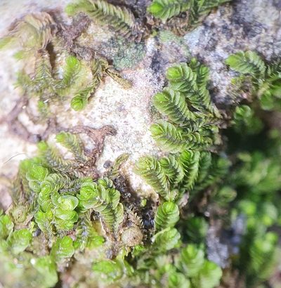 Southbya tophacea, photographed by Jonathan Hughes