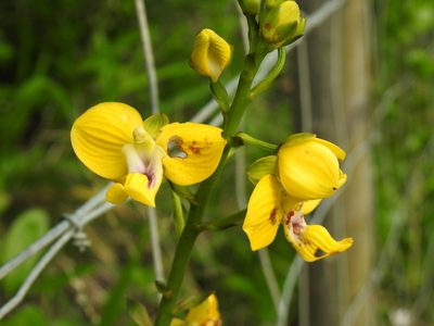 Eulophia speciosa, photographed by Matthew Fainman