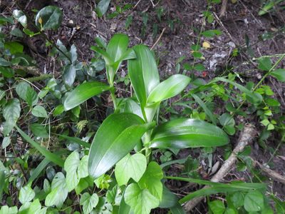 Bonatea speciosa, photographed by Matthew Fainman