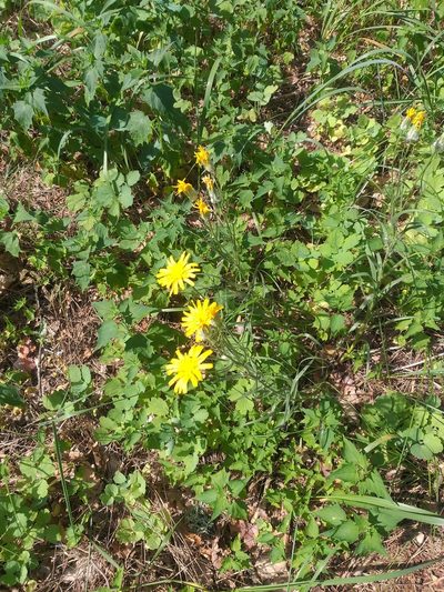 Gelasia ensifolia, photographed by Dmitriy Bochkov