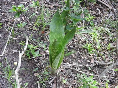 Dracaena hyacinthoides, photographed by Matthew Fainman