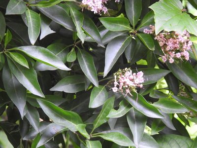 Volkameria glabra, photographed by Matthew Fainman