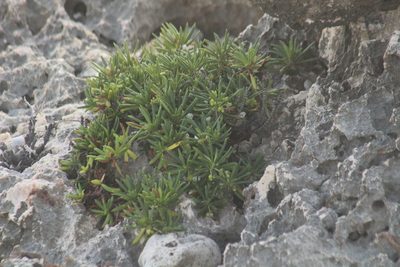 Strumpfia maritima, photographed by Michael Bakker Paiva