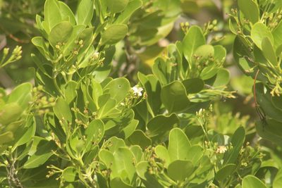 Erithalis fruticosa, photographed by Michael Bakker Paiva