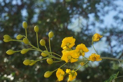 Erythrostemon mexicanus, photographed by Center for Urban Ecology