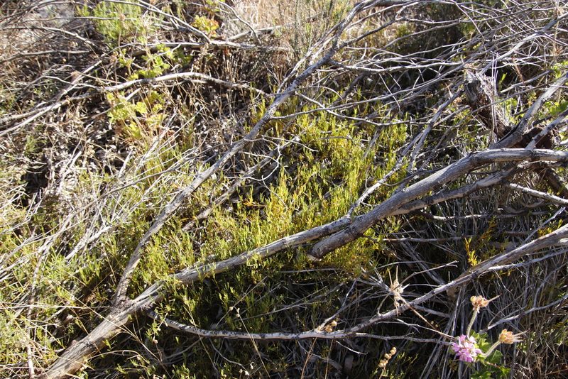 Acrosanthes teretifolia, photographed by Tony Rebelo