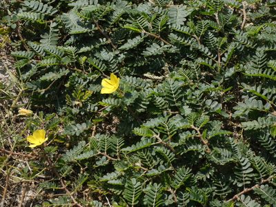 Tribulus cistoides, photographed by Brian White
